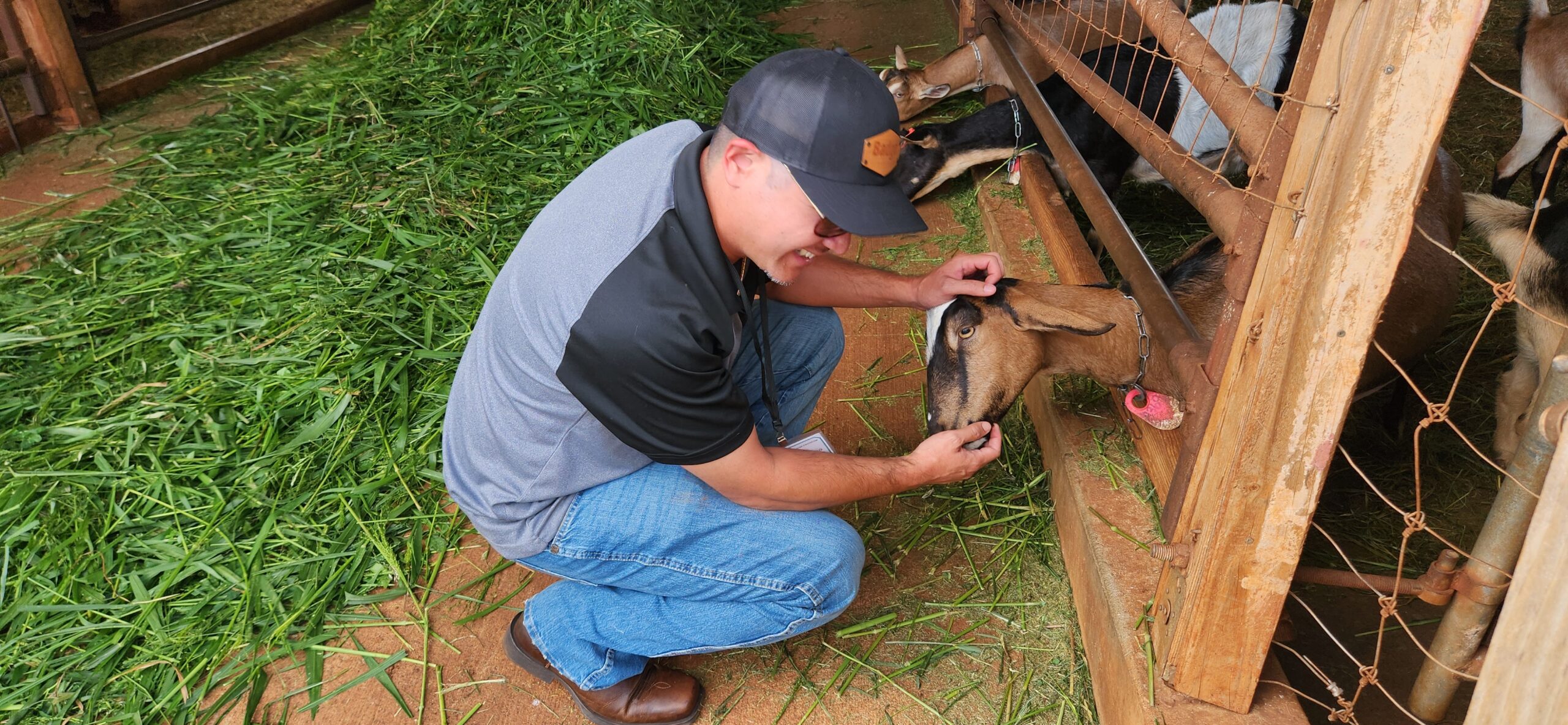 Bronson petting goat